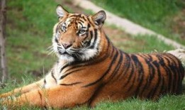 在线观看老虎,在线观看老虎的奇幻之旅